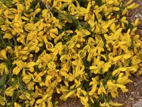 Genista subcapitata 6, Saxifraga-Harry Jans Genista subcapitata